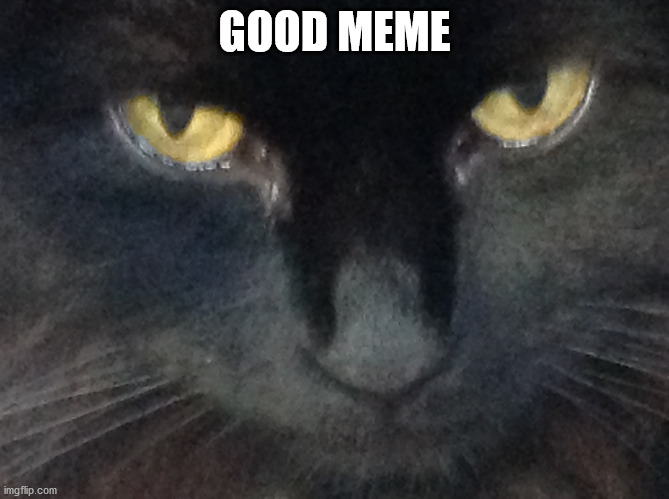 U wot cat | GOOD MEME | image tagged in u wot cat | made w/ Imgflip meme maker