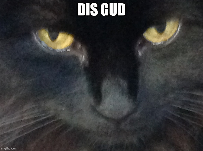 U wot cat | DIS GUD | image tagged in u wot cat | made w/ Imgflip meme maker