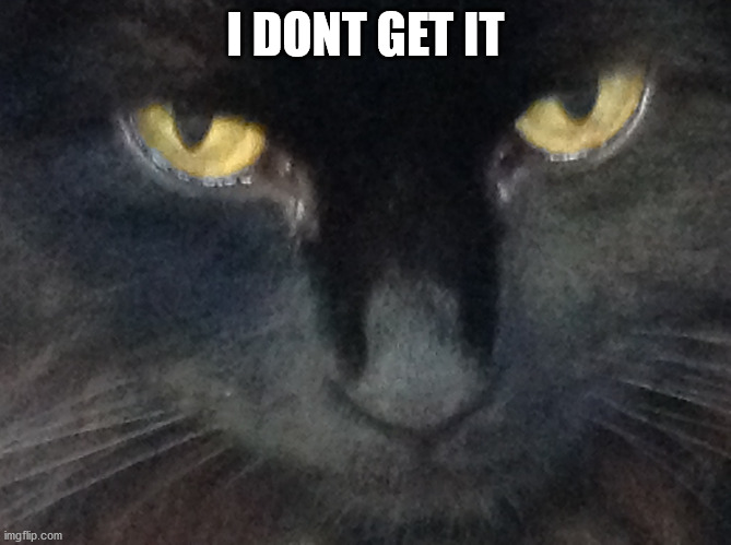 U wot cat | I DONT GET IT | image tagged in u wot cat | made w/ Imgflip meme maker
