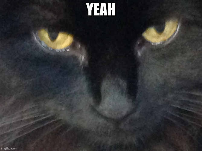 U wot cat | YEAH | image tagged in u wot cat | made w/ Imgflip meme maker