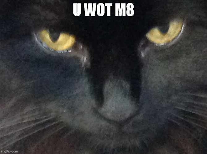 U WOT M8 | image tagged in u wot cat | made w/ Imgflip meme maker