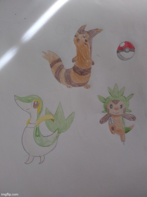 Pokemon I drew (I messed up Furret's color tho) | image tagged in pokemon,drawings,chespin,snivy,furret | made w/ Imgflip meme maker