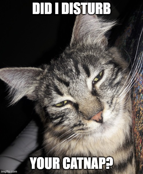 DID I DISTURB; YOUR CATNAP? | image tagged in catnap,grumpy cat | made w/ Imgflip meme maker