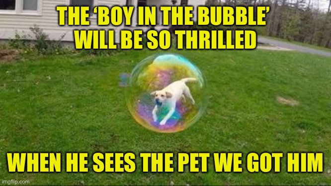 Bubble Or Nothing | THE ‘BOY IN THE BUBBLE’ 
WILL BE SO THRILLED; WHEN HE SEES THE PET WE GOT HIM | image tagged in boy in the bubble,dog,bubble,pet | made w/ Imgflip meme maker