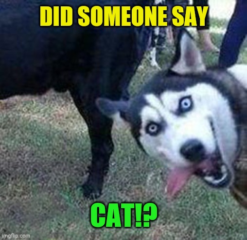 DID SOMEONE SAY CAT!? | made w/ Imgflip meme maker