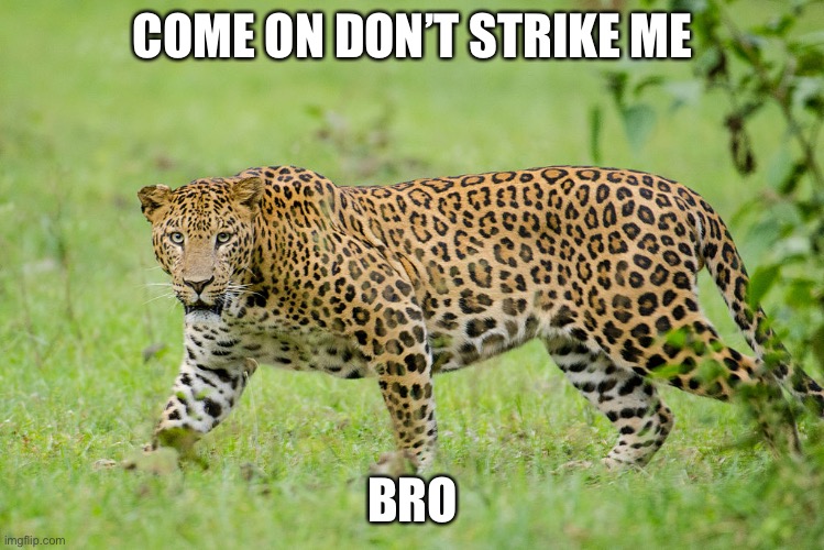 COME ON DON’T STRIKE ME; BRO | image tagged in funny | made w/ Imgflip meme maker