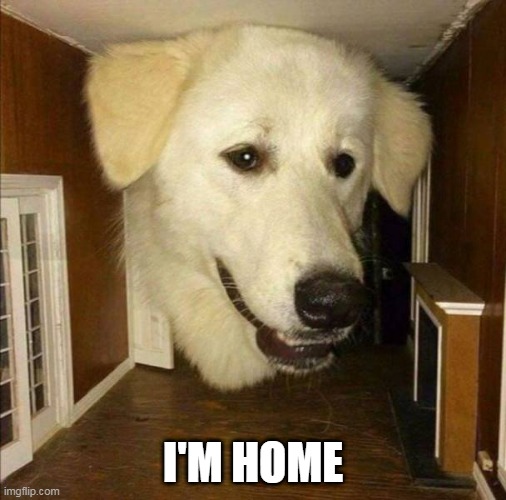 IT'S CLIFFORD'S COUSIN | I'M HOME | image tagged in cliffordthebigreddog,dogs,dog | made w/ Imgflip meme maker