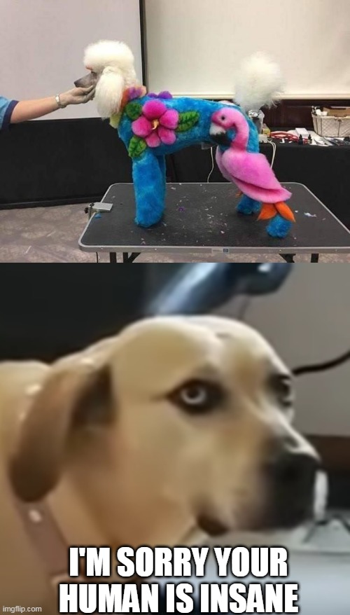 WHY? | I'M SORRY YOUR HUMAN IS INSANE | image tagged in what are you doing,wtf,dogs | made w/ Imgflip meme maker