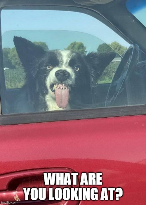 I'LL STAY AWAY FROM THAT DOG | WHAT ARE YOU LOOKING AT? | image tagged in dogs,dog | made w/ Imgflip meme maker