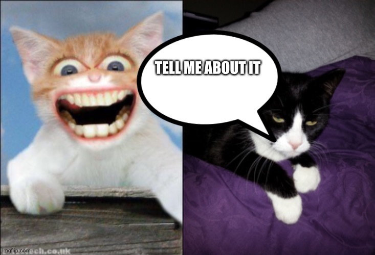 TELL ME ABOUT IT | image tagged in crazy cat,annoyed cat | made w/ Imgflip meme maker