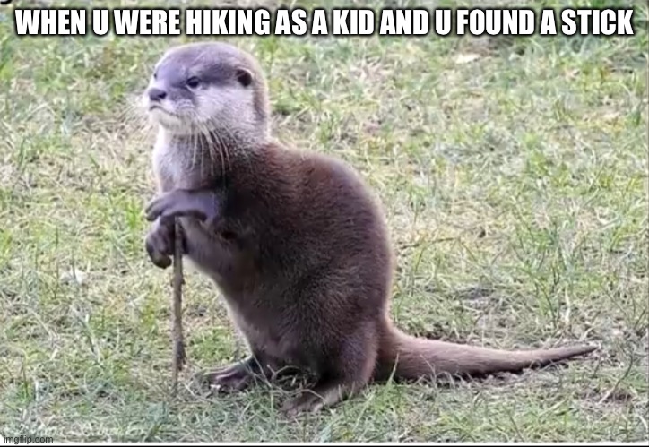 Got a stick | WHEN U WERE HIKING AS A KID AND U FOUND A STICK | image tagged in cute animals | made w/ Imgflip meme maker