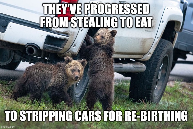 THEY’VE PROGRESSED FROM STEALING TO EAT; TO STRIPPING CARS FOR RE-BIRTHING | image tagged in bear,bad luck bear,bears,we bare bears,stealing,car | made w/ Imgflip meme maker