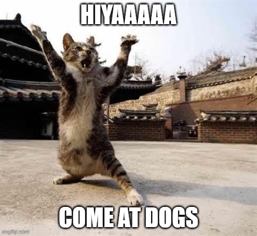 karate cat | HIYAAAAA; COME AT DOGS | image tagged in karate cat | made w/ Imgflip meme maker