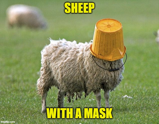 stupid sheep | SHEEP WITH A MASK | image tagged in stupid sheep | made w/ Imgflip meme maker