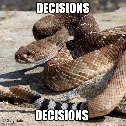 Peer pressure rattlesnake | DECISIONS; DECISIONS | image tagged in rattlesnakes | made w/ Imgflip meme maker