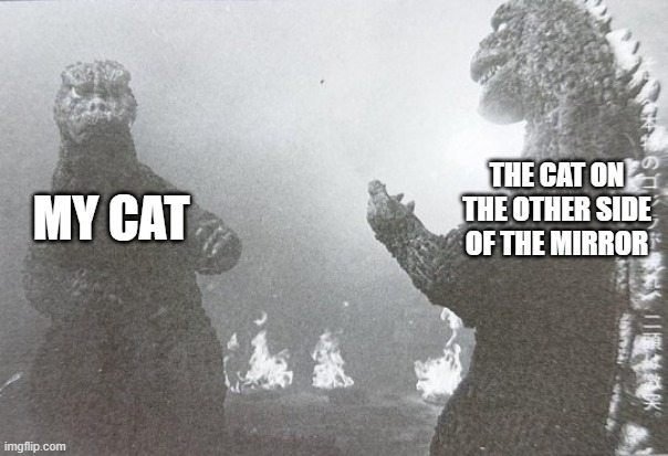 Two Godzillas | THE CAT ON THE OTHER SIDE OF THE MIRROR; MY CAT | image tagged in two godzillas | made w/ Imgflip meme maker