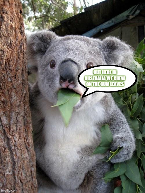 high koala | OUT HERE IN AUSTRALIA WE CHEW ON THE GUM LEAVES | image tagged in memes,surprised koala | made w/ Imgflip meme maker