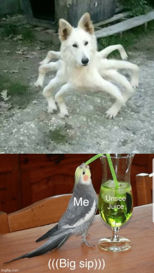 image tagged in unsee juice,cursed dog/spider | made w/ Imgflip meme maker