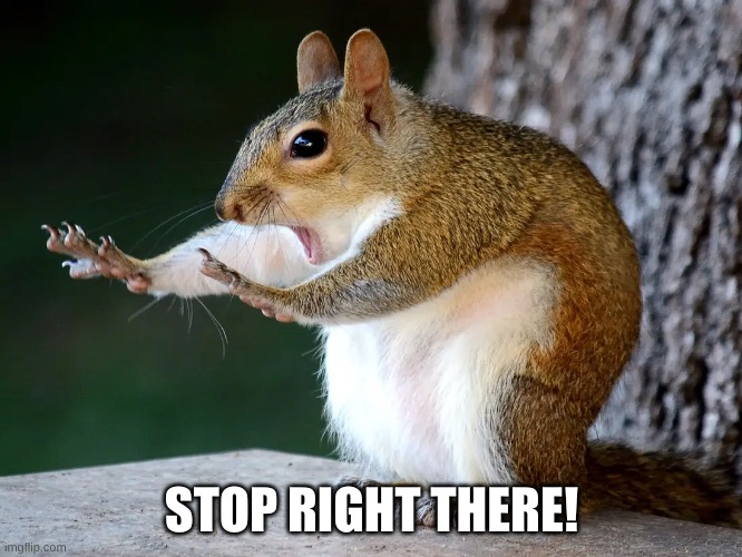 Stop right there | STOP RIGHT THERE! | image tagged in stop,squirrel | made w/ Imgflip meme maker