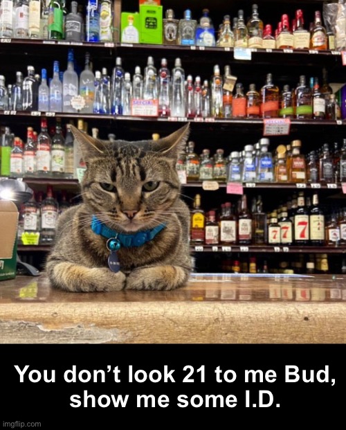 Proof of Age | You don’t look 21 to me Bud,
show me some I.D. | image tagged in funny memes,funny cat memes,alcohol | made w/ Imgflip meme maker