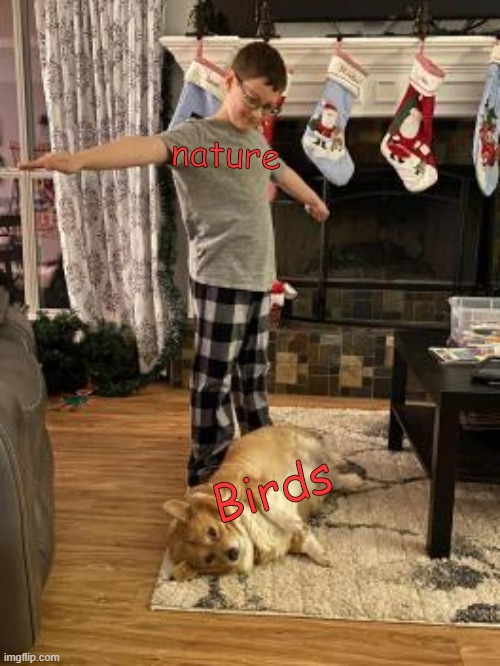 Me T-Posing Over My Dog | nature Birds | image tagged in me t-posing over my dog | made w/ Imgflip meme maker
