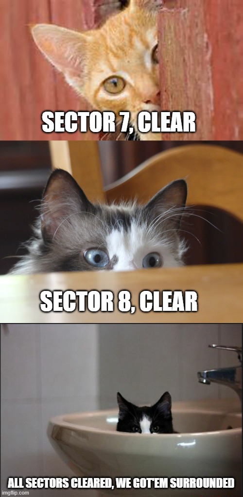 SECTOR 7, CLEAR ALL SECTORS CLEARED, WE GOT'EM SURROUNDED SECTOR 8, CLEAR | image tagged in spy cat,spying cat | made w/ Imgflip meme maker