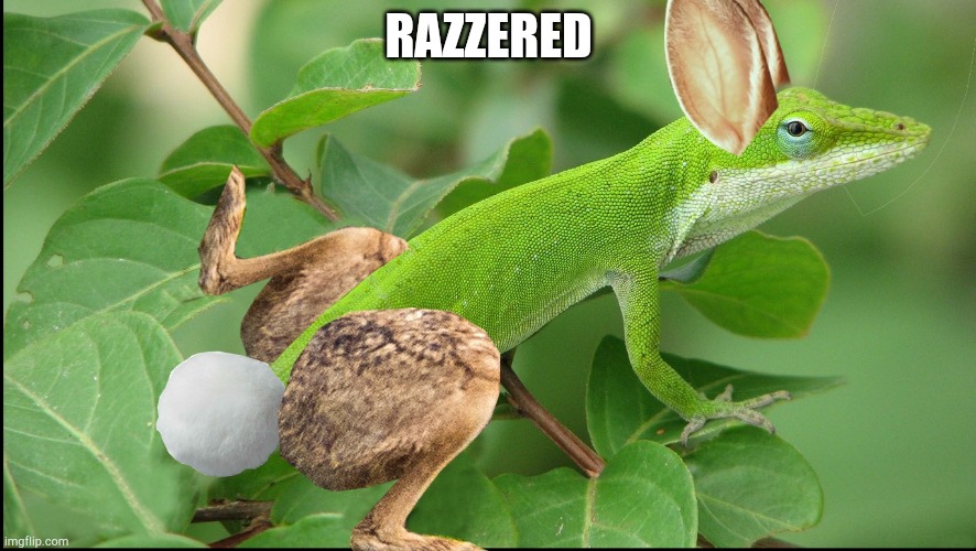 I tricked my sister into believing that this is real | RAZZERED | image tagged in lizard,rabbit,bunny,cool,funny animals | made w/ Imgflip meme maker