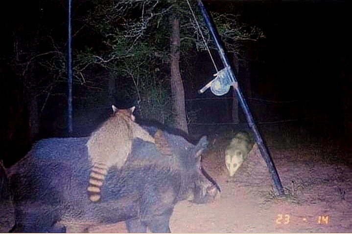 High Quality a raccoon, boar and a possum party Blank Meme Template