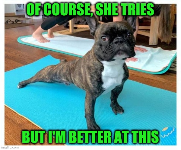 Boxer Doing Yoga | OF COURSE, SHE TRIES; BUT I'M BETTER AT THIS | image tagged in dogs,yoga | made w/ Imgflip meme maker