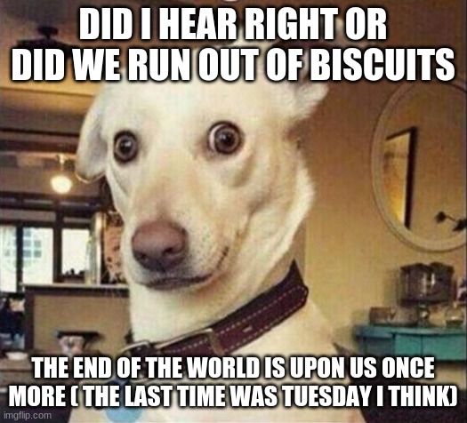 confused dog |  DID I HEAR RIGHT OR DID WE RUN OUT OF BISCUITS; THE END OF THE WORLD IS UPON US ONCE MORE ( THE LAST TIME WAS TUESDAY I THINK) | image tagged in confused dog | made w/ Imgflip meme maker