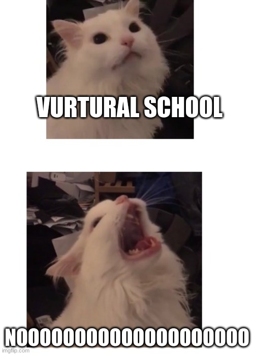what nuni but why | VURTURAL SCHOOL; NOOOOOOOOOOOOOOOOOOOO | image tagged in thurston waffles | made w/ Imgflip meme maker