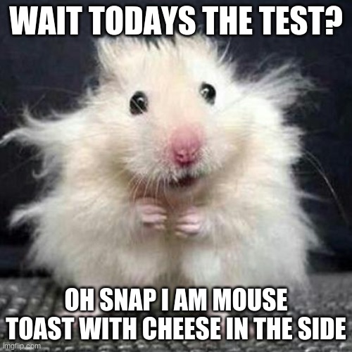 Stressed Mouse | WAIT TODAYS THE TEST? OH SNAP I AM MOUSE TOAST WITH CHEESE IN THE SIDE | image tagged in stressed mouse | made w/ Imgflip meme maker