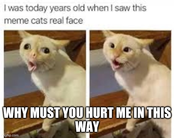 *cries* | WHY MUST YOU HURT ME IN THIS
WAY | image tagged in coughing cat,fake,photoshop | made w/ Imgflip meme maker