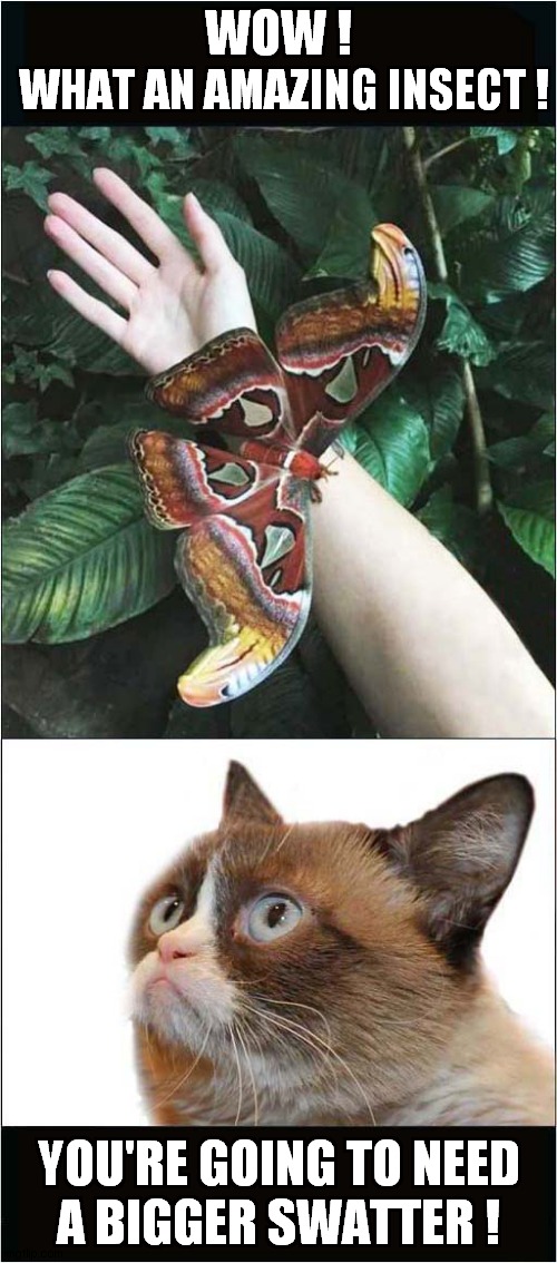 Grumpy The Lepidopterist ? | WOW ! WHAT AN AMAZING INSECT ! A BIGGER SWATTER ! YOU'RE GOING TO NEED | image tagged in fun,grumpy cat,butterfly | made w/ Imgflip meme maker