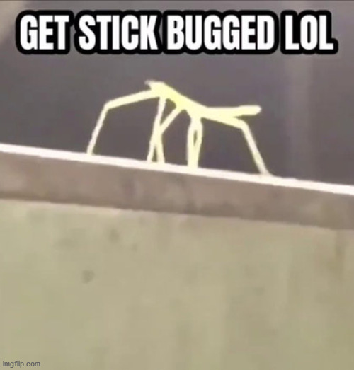 Stick Bugged | image tagged in stick bugged,haha,somewhat funny,repost | made w/ Imgflip meme maker