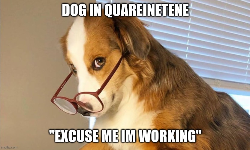 working dog | DOG IN QUAREINETENE; "EXCUSE ME IM WORKING" | image tagged in dogs | made w/ Imgflip meme maker