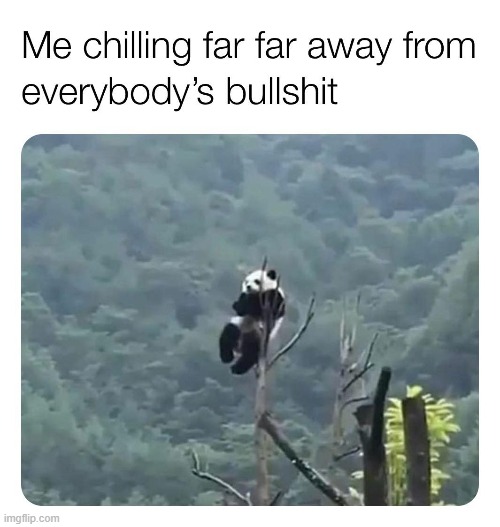 he just aint havin it today | image tagged in panda,repost,bullshit,lol,reposts are awesome,just chillin' | made w/ Imgflip meme maker