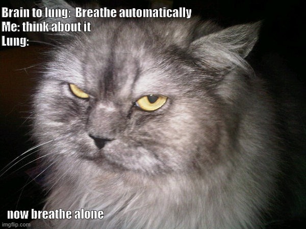 trabalho de CI | Brain to lung:  Breathe automatically
Me: think about it
Lung:; now breathe alone | image tagged in irritated cat | made w/ Imgflip meme maker