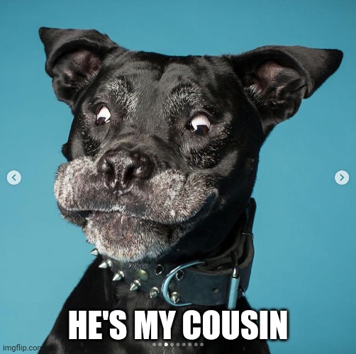 Indubitably Dog | HE'S MY COUSIN | image tagged in indubitably dog | made w/ Imgflip meme maker