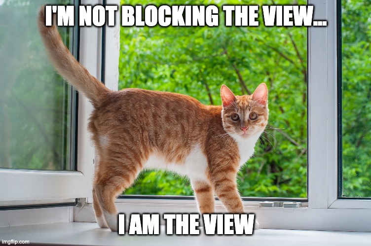Cat Meme - I'm Not Blocking The View... I Am The View | I'M NOT BLOCKING THE VIEW... I AM THE VIEW | image tagged in funny cat memes,cat memes,cat meme | made w/ Imgflip meme maker
