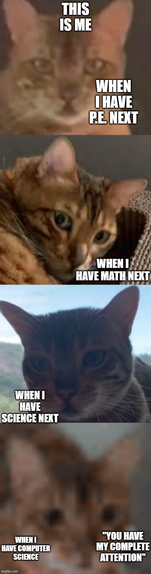 When I have School Cat Version | THIS IS ME; WHEN I HAVE P.E. NEXT; WHEN I HAVE MATH NEXT; WHEN I HAVE SCIENCE NEXT; "YOU HAVE MY COMPLETE ATTENTION"; WHEN I HAVE COMPUTER SCIENCE | image tagged in cat,school | made w/ Imgflip meme maker