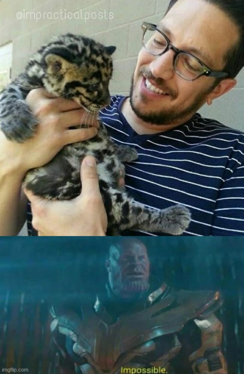 NANI??????????? | image tagged in thanos impossible,sal with a kitten,memes,instagram,sal vulcano,impractical jokers | made w/ Imgflip meme maker