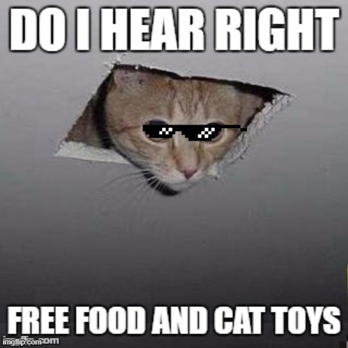 Y | image tagged in cats,funny cats | made w/ Imgflip meme maker