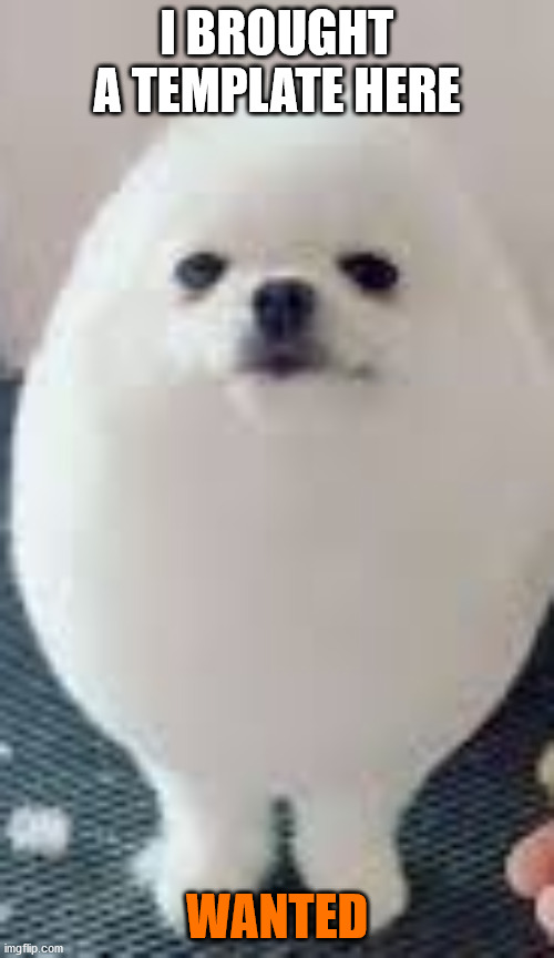 GET UR FREE EGG DOG TODAY AT EGGDOGDOGDOG | I BROUGHT A TEMPLATE HERE; WANTED | image tagged in eggdog,funny,meme,egg,new template,template | made w/ Imgflip meme maker