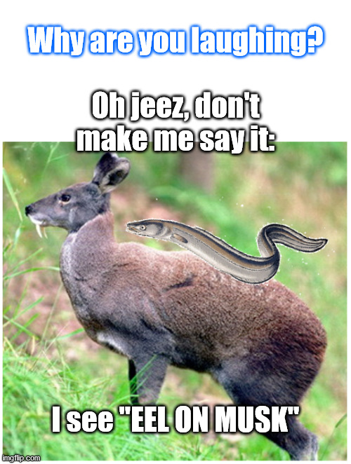 Eel on Musk | Why are you laughing? Oh jeez, don't make me say it:; I see "EEL ON MUSK" | image tagged in haiku,elon musk,deer,bad pun | made w/ Imgflip meme maker
