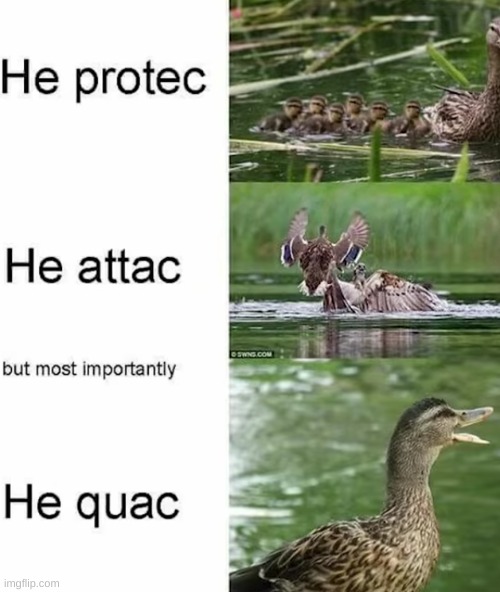 Ducc | image tagged in he protec he attac but most importantly | made w/ Imgflip meme maker