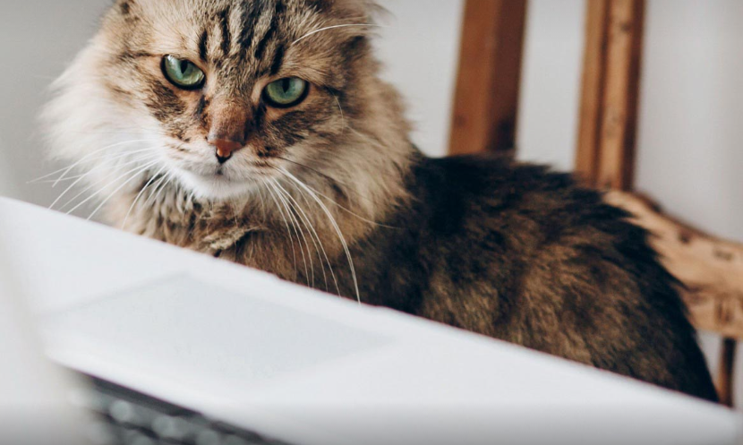 Online cat Blank Template - Imgflip