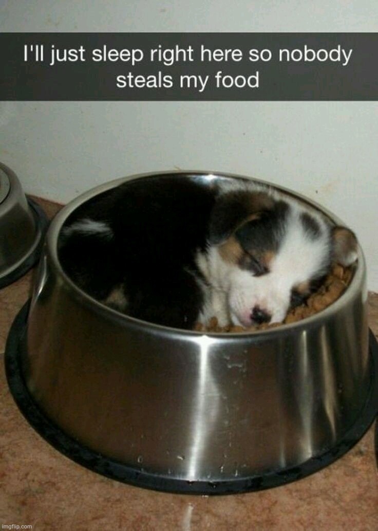 Dog is guarding the food | image tagged in dogs,dog,dog memes,funny dog memes | made w/ Imgflip meme maker