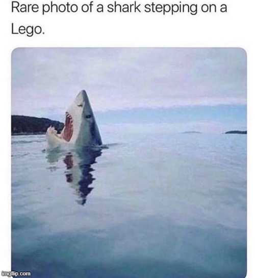 v rare | image tagged in repost,reposts,shark,sharks,lol,reposts are awesome | made w/ Imgflip meme maker
