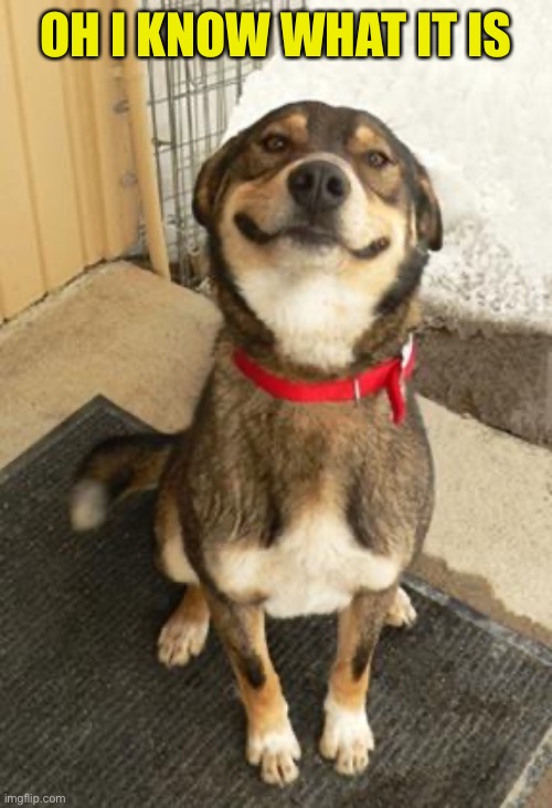 dog smiling big | OH I KNOW WHAT IT IS | image tagged in dog smiling big | made w/ Imgflip meme maker